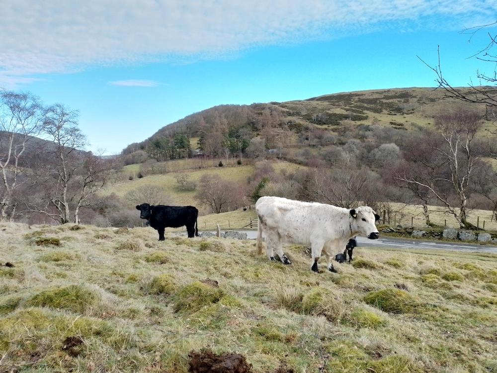 Black cow and white cow in Welsh Upland background trees and hills.