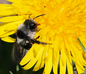 Ashy Mining Bee on a Dandelion.