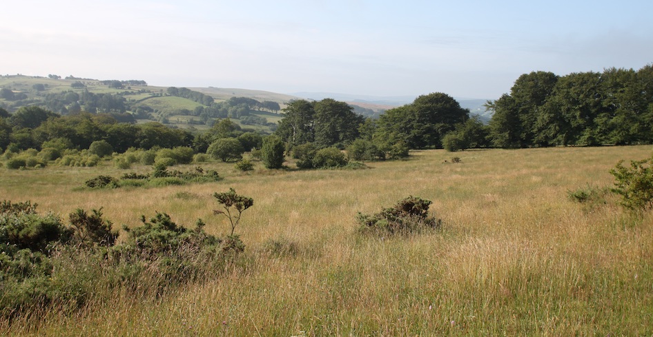 The view across Cae Blaen-dyffryn nature reserve, filled with trees, grassland and hill with fields.