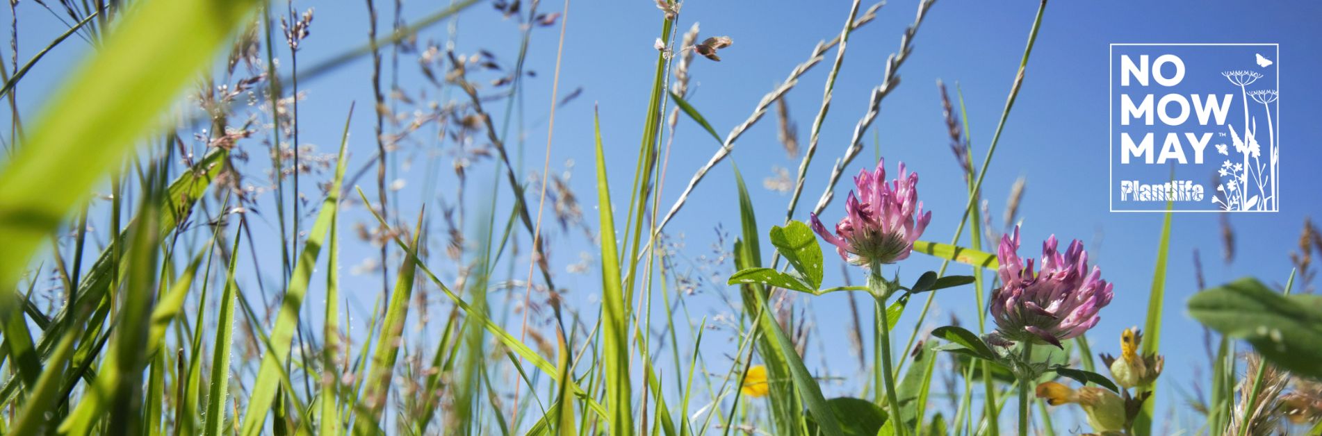 www.plantlife.org.uk