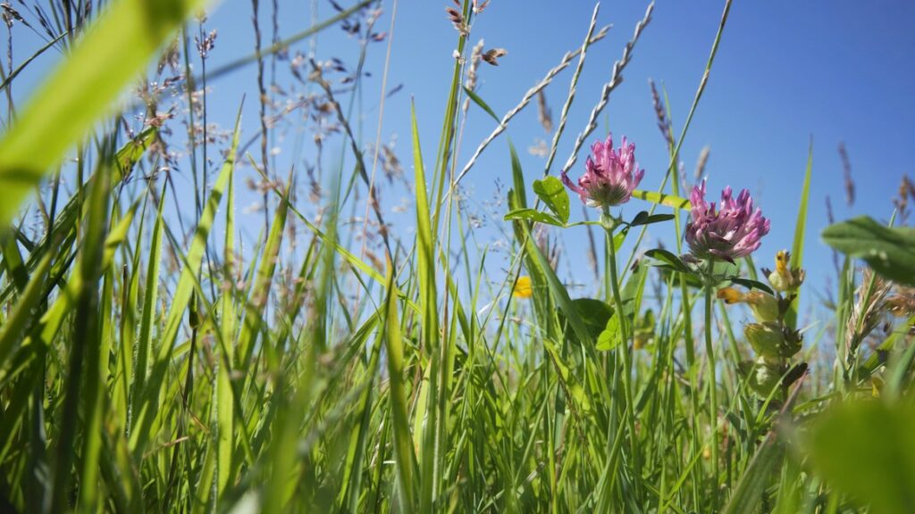 Rye grass reversion, Pembs c Lucia Chmurova.