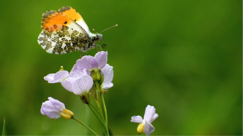 An orange tip butterfly resting on a purple Cuckoo Flower.