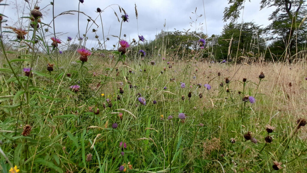 Wildflowers in pink, purple and yellow among grass in Cae Blaen-dyffryn.