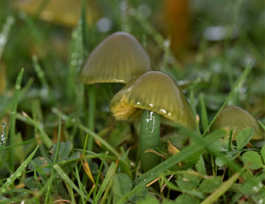 Three light green coloured mushroom with darker green stalk among grass.