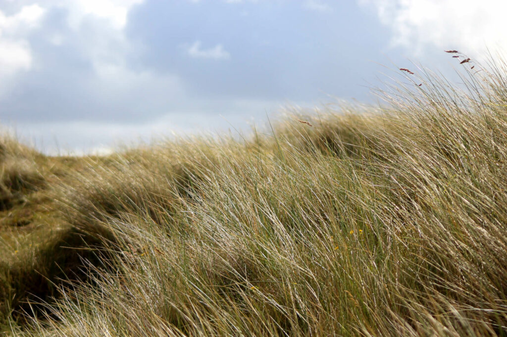 Marram grass blowing in the wind