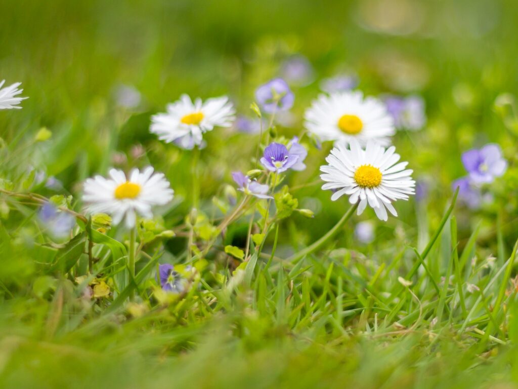 Daisies and Germander Speedwell in a lawn