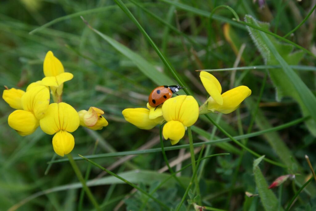 A ladybird climbing across a yellow Birds-foot Trefoil plant