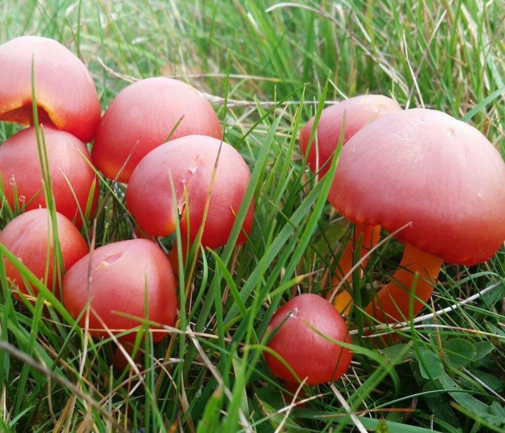 9 scarlet red waxcap mushrooms in among grass.