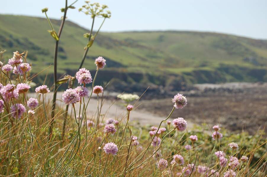 Wildflowers with beach in background on Alderney.