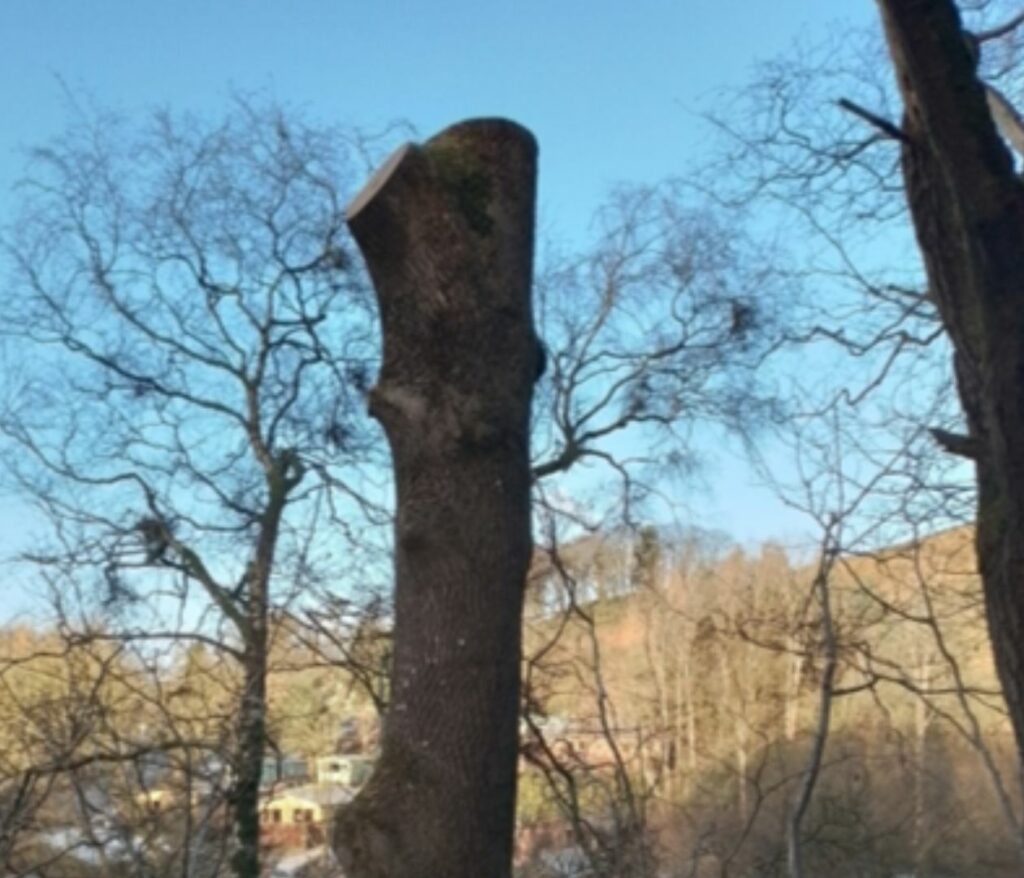 An ash tree trunk with no branches and left as a monolith