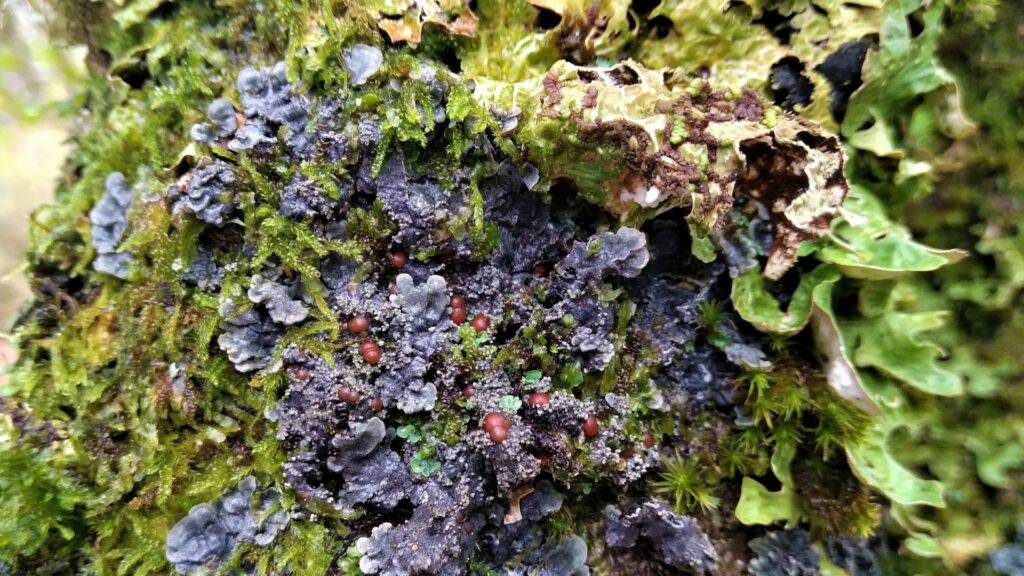 Atlantic Felt Lichen - Blackish with red spots