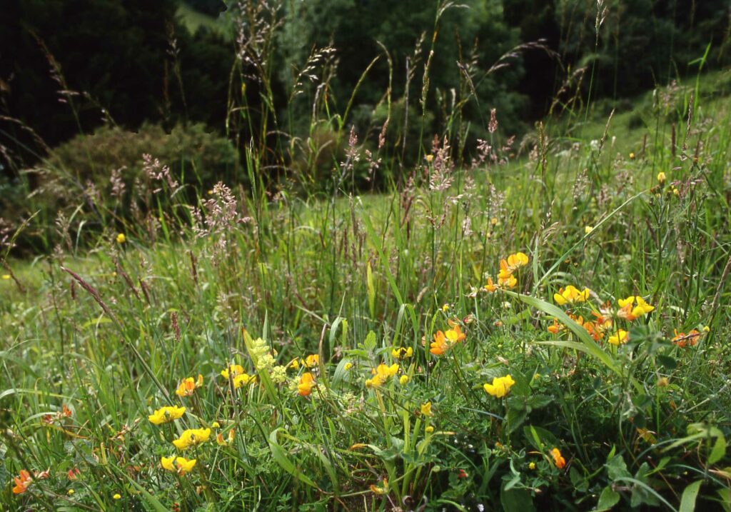 A lush grassy meadow with yellow Birds-foot Trefoil plants in bloom