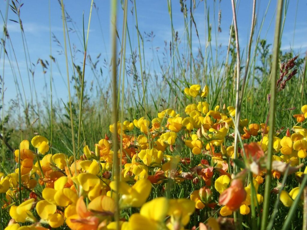 A meadow full of Birds foot Trefoil
