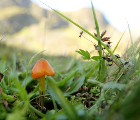 Blackening Waxcap at Glen Clova, Cairngorms.