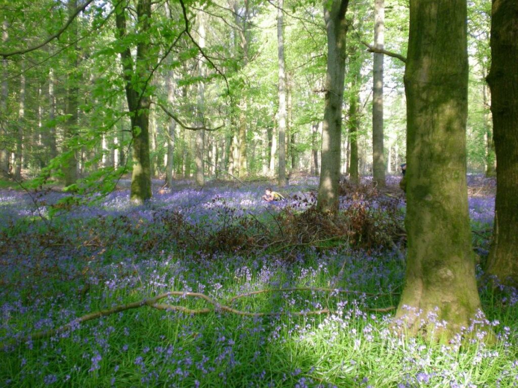 A bluebell wood