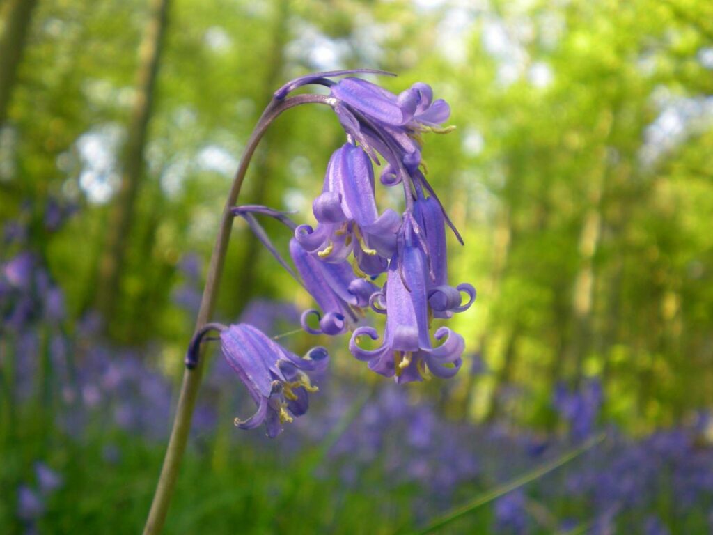 Bluebell close-up.