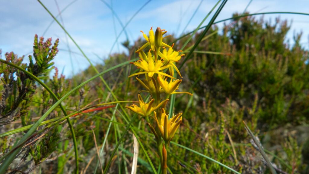 Yellow flowers of Bog Asphodel among grass and other bog plants.