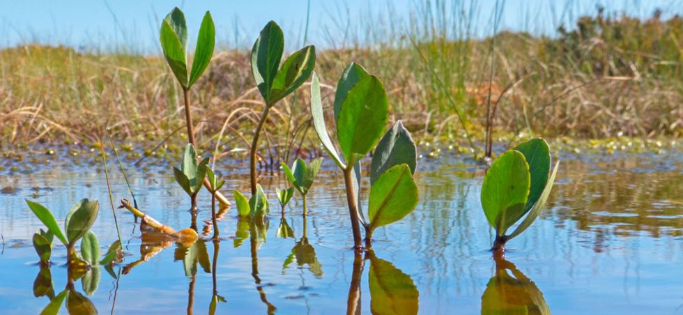 Bogbean plant in watery bog