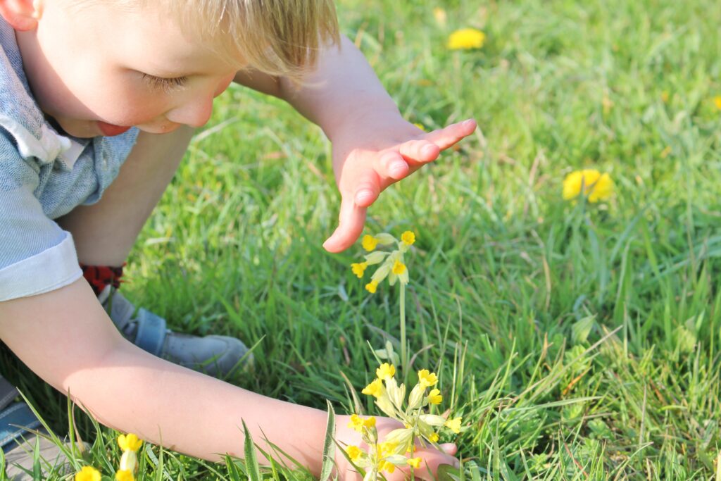 Small boy crouching down looking at a cowslip.