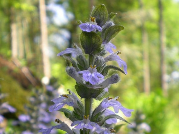 A close up of a blue bugle plant.
