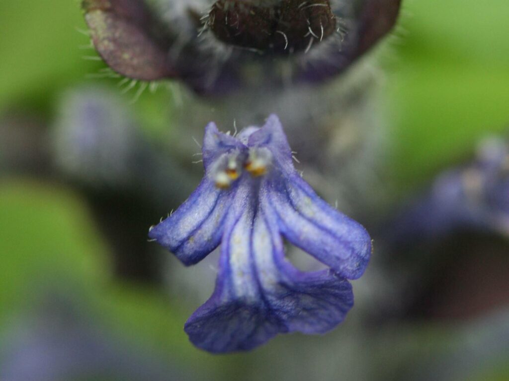 A close up of a bugle flower