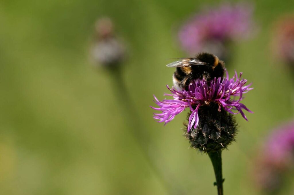 Bumblebee on top of pink knapweed flower.