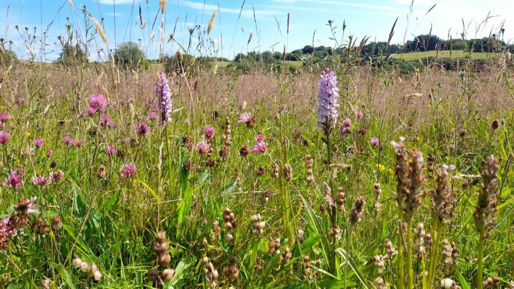 Meadow at the Cae Blaen-dyffryn nature reserve.