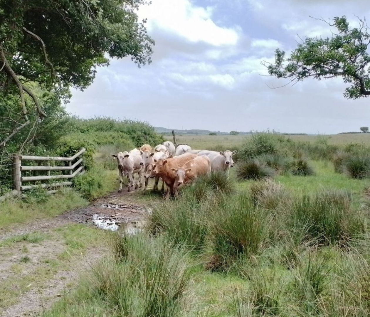 life-in-tropical-grasslands