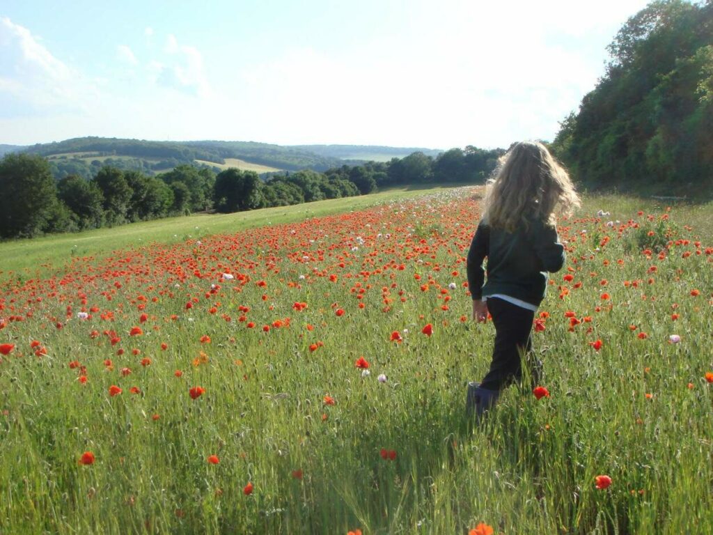 Young girl walking through a field full of red poppies.