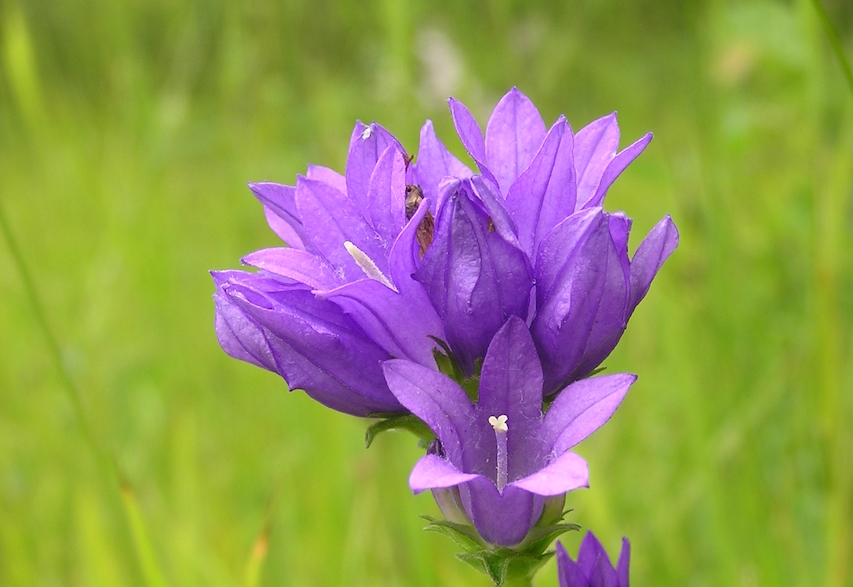 Close up of bright purple Clustered Bellflower at Ranscombe Reserve.