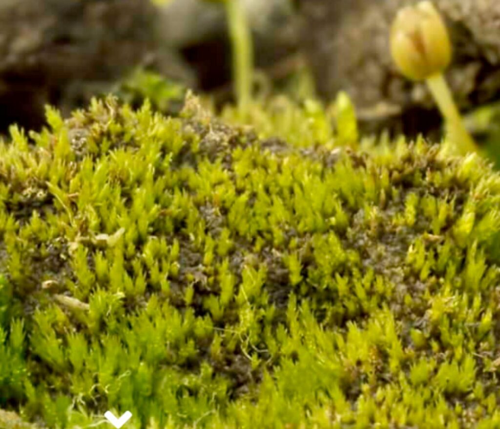 Moss on a rock