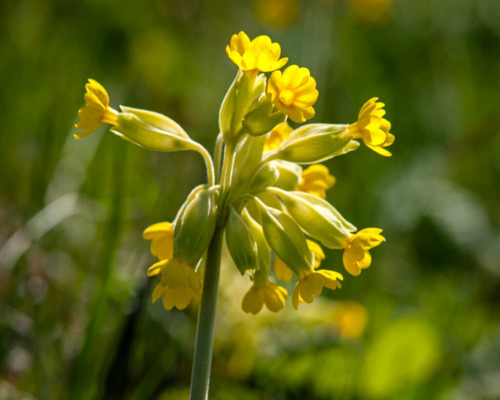 Cowslip Close Up.