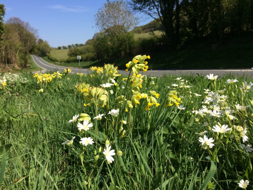 Cowslips and Greater Stitchwort