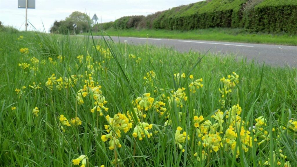 Cowslips on a road verge