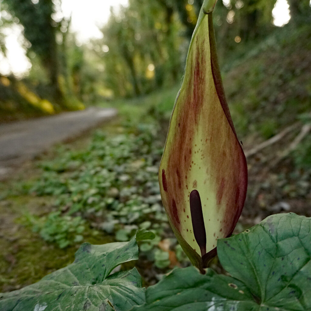 Lord and ladies plant in a woodland area