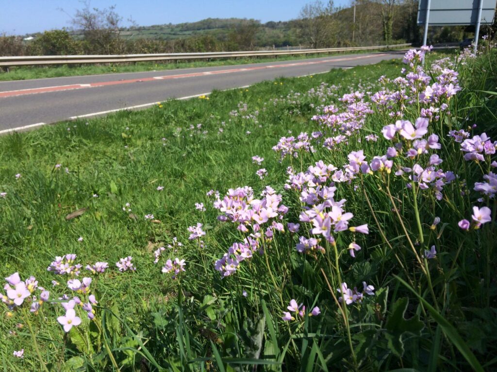 Cuckooflower on a road verge