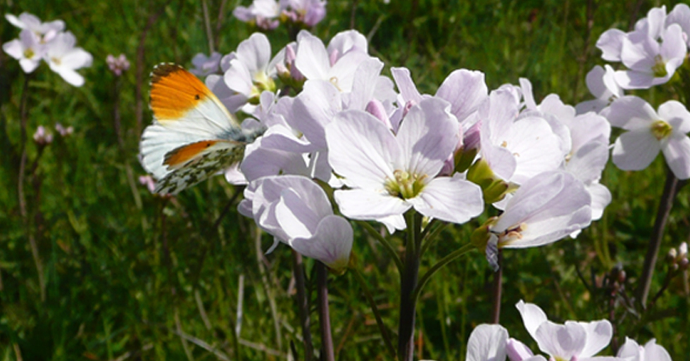 Orange tip butterfly on a Cuckooflower
