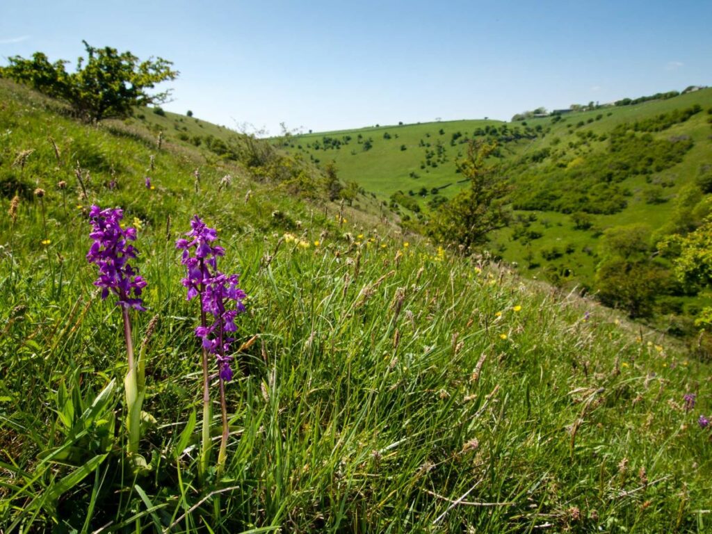 Early Purple Orchids at Deep Dale