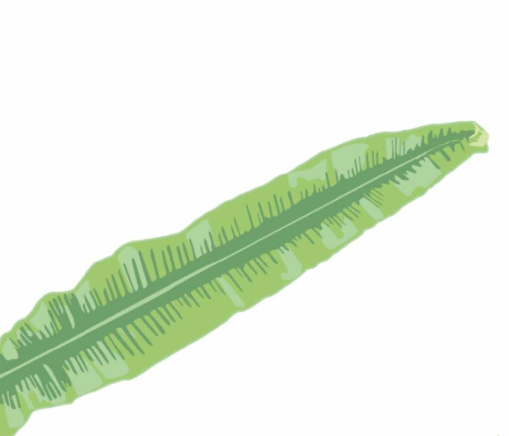 Illustration of a fern leave.