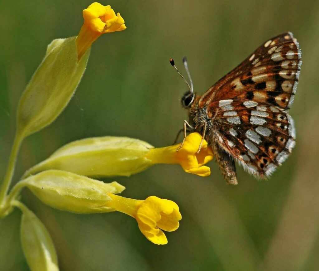 Duke of Burgundy butterfly on cowslip.