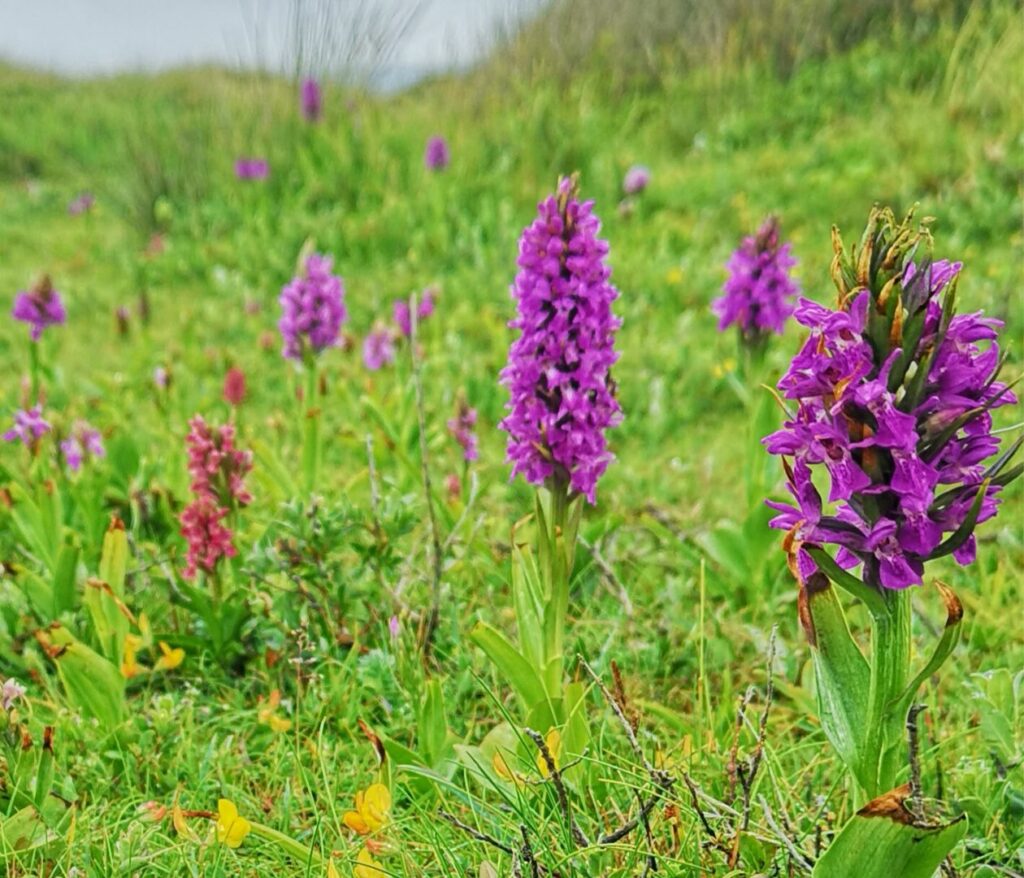 Several purple Early Marsh Orchids in the grassland