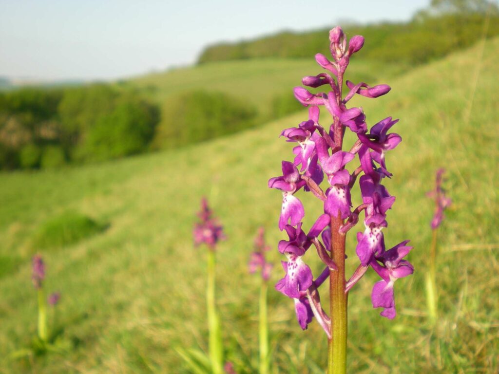 An early purple orchid in a meadow.