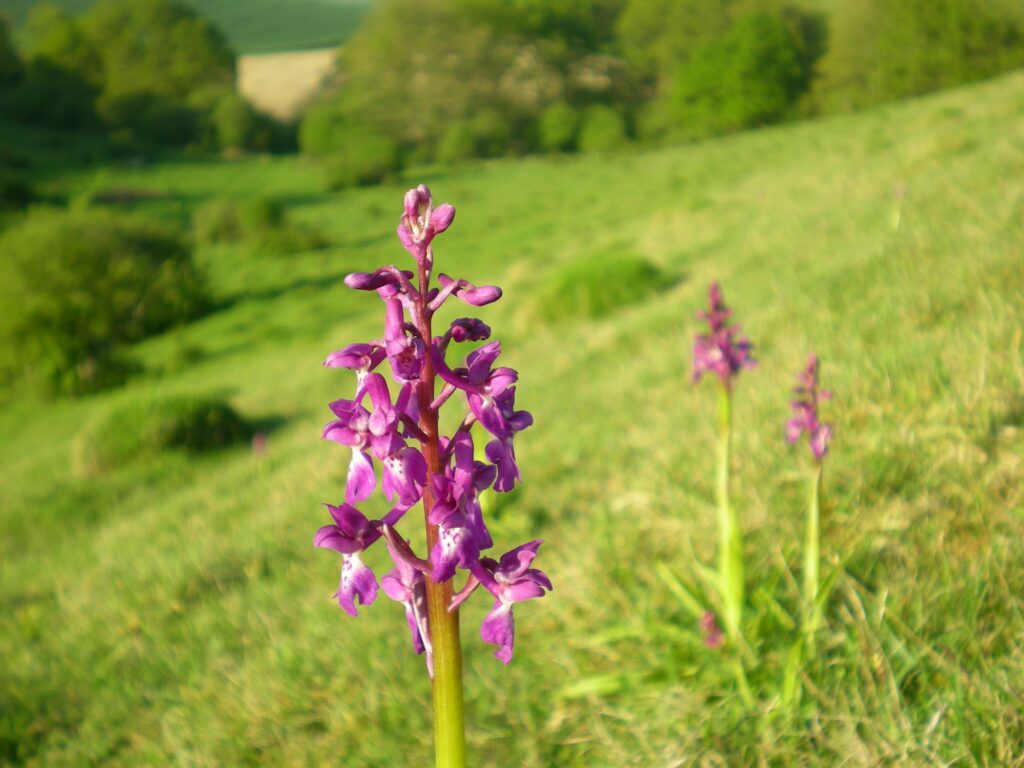 Early Purple Orchid in a meadow