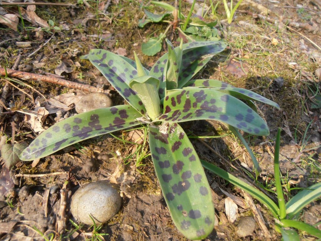 Early Purple Orchid Rosette