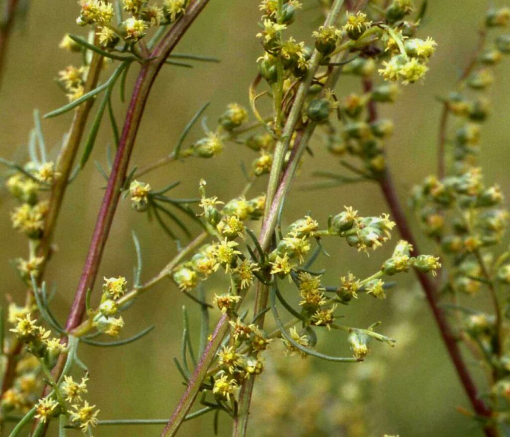 Several stems of Yellowish white small flowers - \field wormwood