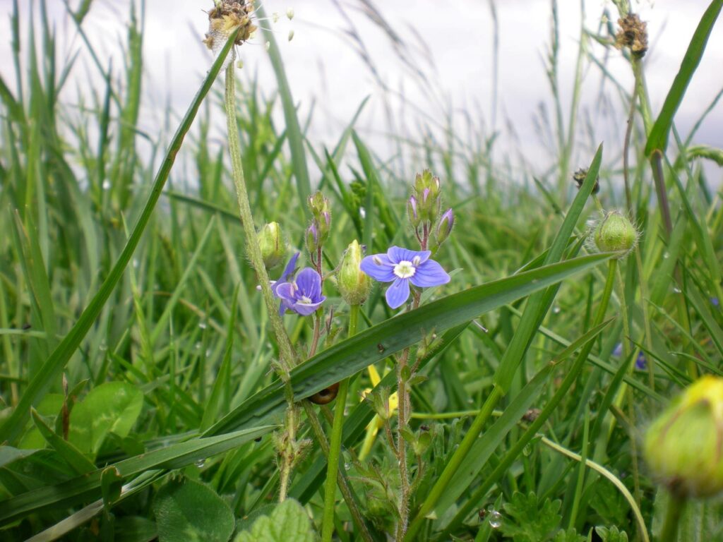 Germander Speedwell growing in grass