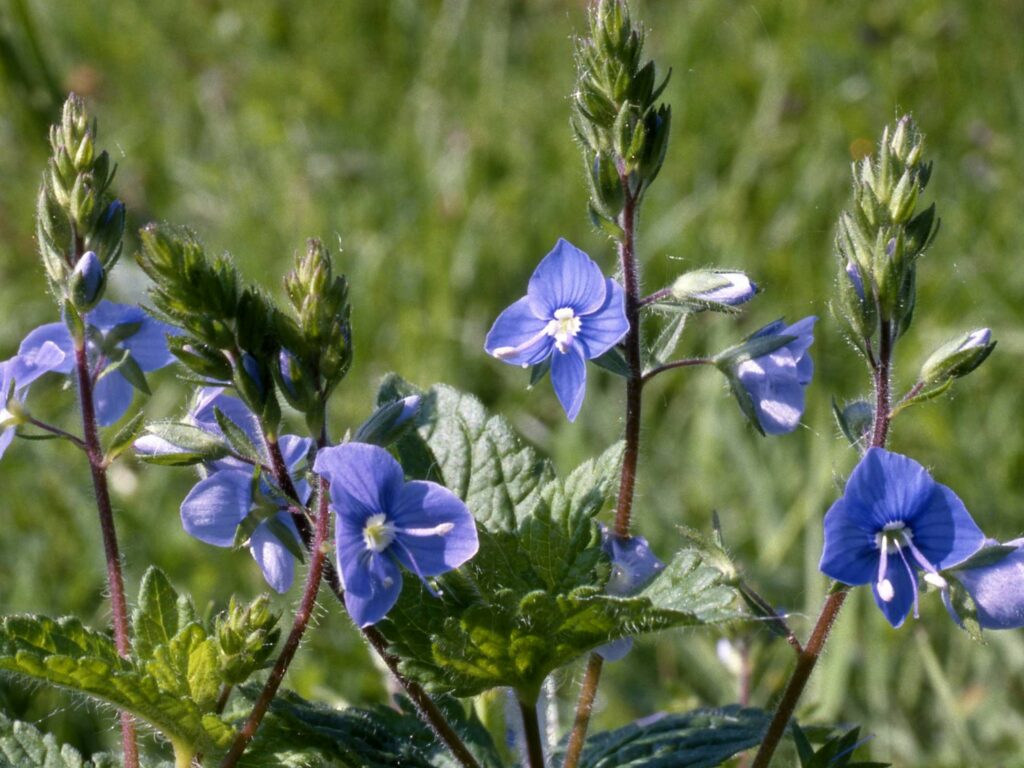 Germander Speedwell growing in a field