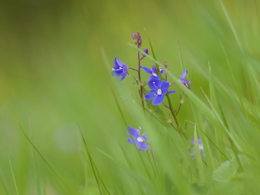 A blue Germander Speedwell flower in a lush green meadow.