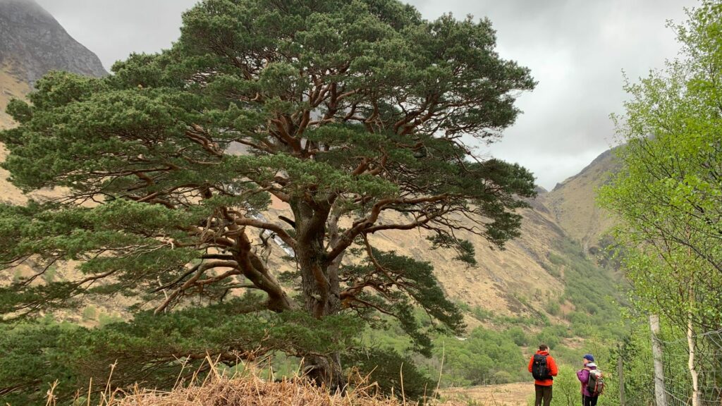 A big pine tree in the mountainous area of Ben Nevis, with two people standing at the side