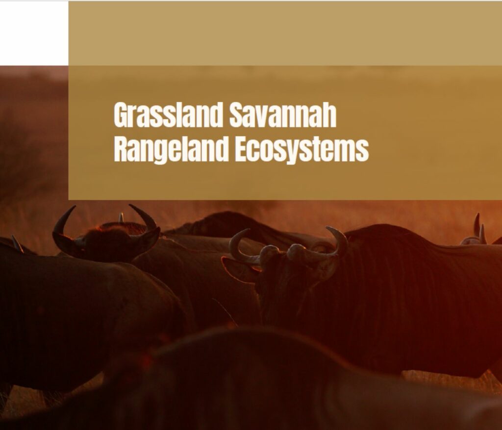 Title Grassland Savannah Rangeland Ecosystem in the front and a herd of African Bufallos